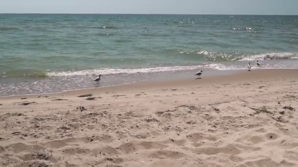 Möwen Gegen Die Küste Nahaufnahme Der Weißen Vogelmöwe Die Strand — Stockvideo