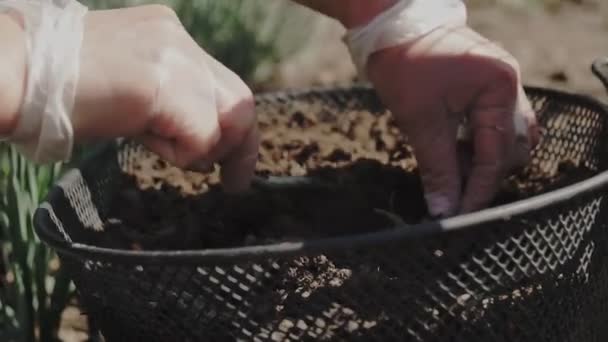 Woman Planting Flowers Garden Female Gardener Transplanting Flowering Plants Soil — Stock Video