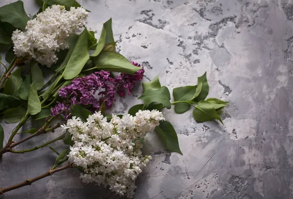 Бузкова Квітка Сірій Бетонній Рамці Фону — стокове фото