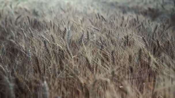 Ladang Gandum Telinga Emas Gandum Ladang Latar Belakang Telinga Matang — Stok Video