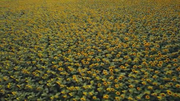 空中鸟瞰着一个美丽的金黄色的大向日葵场 顶部视图 — 图库视频影像