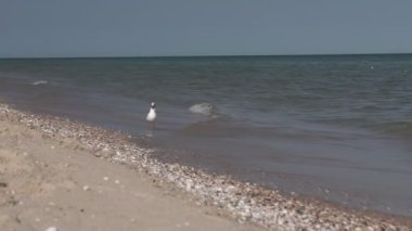 Deniz kıyısına karşı martılar. Sahilde oturan beyaz kuş martısının yakın görüntüsü. Doğal su ve kum arka planına sahip vahşi martı..