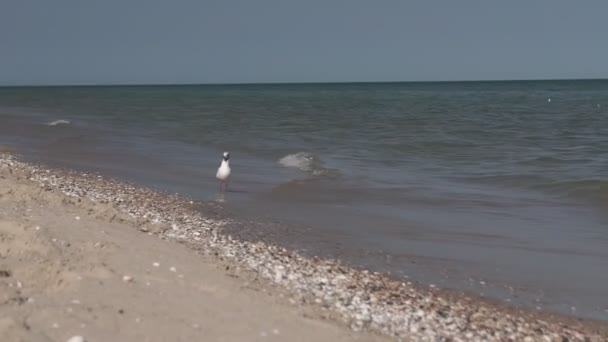 Fiskmåsar Mot Havets Strand Närbild Vit Fågel Mås Sitter Vid — Stockvideo