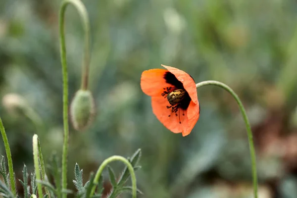 Rote Mohnblume Nahaufnahme Auf Grünem Hintergrund — Stockfoto