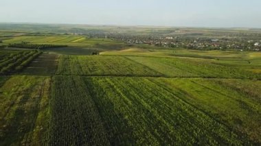 AERİAL. 4 bin. Gün batımında tarlaların üzerinden uçacağız. Gün batımında tarlaları ve ağaçları olan güzel bir manzara. Moldova 'nın yeri. Güneşli bir yaz akşamı, tarım ürünlerinden oluşan bir manzara..
