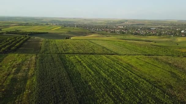 Aerial Vuelo Sobre Los Campos Atardecer Hermoso Paisaje Con Campos — Vídeos de Stock