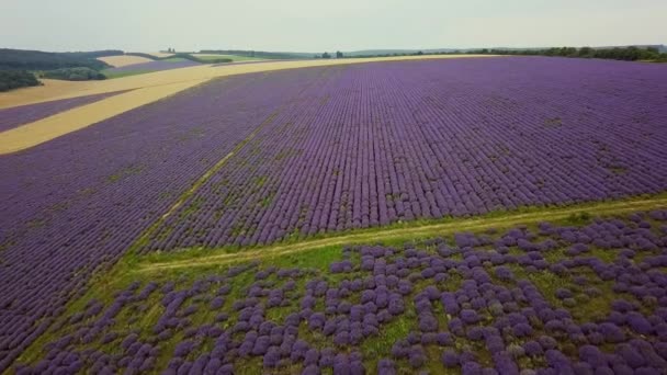 Aerial Vuelo Sobre Campo Lavanda Atardecer Amanecer Paisaje Aéreo Campos — Vídeos de Stock