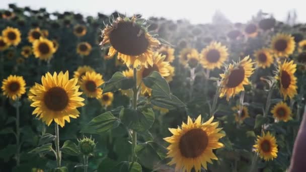 Şapkalı Beyaz Elbiseli Bir Kadın Elinde Ayçiçekleri Olan Bir Tarlada — Stok video