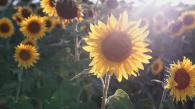 Ayçiçeği alanında. Yaz aylarında ayçiçeği ile güzel alanlar.