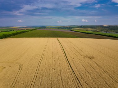 Yazın hasat öncesi yeşil tarlalar hava manzarası