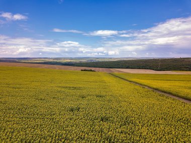 Mavi bulutsuz gökyüzü ile çiçeklenen sarı ayçiçeği tarlasının üzerinde uçan hava. Mavi gökyüzünün altında beyaz kabarık bulutlu ayçiçeği tarlası. Ekolojik konsept için harika dron fotoğrafı