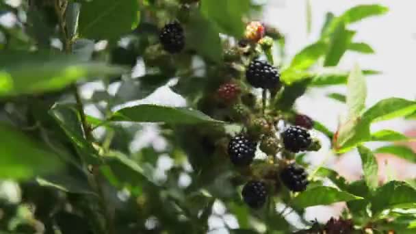 Nahaufnahme Von Brombeeren Einem Brombeerstrauch Auf Einem Bauernhof — Stockvideo