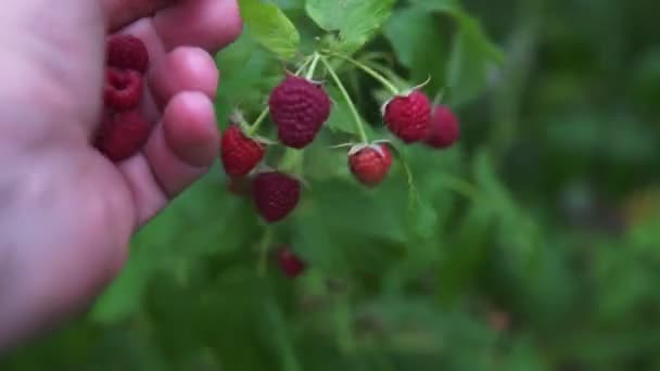 Arbusto Frambuesa Con Bayas Arbusto Frambuesa Verano Frambuesa Fresca — Vídeo de stock