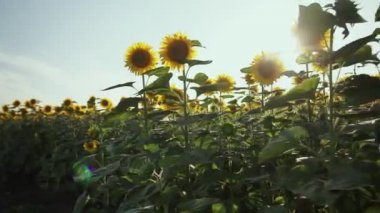 Ayçiçeği alanında. Yaz aylarında ayçiçeği ile güzel alanlar.