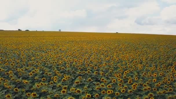 空中飛行青い雲のない空で黄色のひまわり畑を咲かせます 青空の下でのひまわり畑白いふわふわの雲 生態学的概念のための素晴らしいドローン写真 — ストック動画