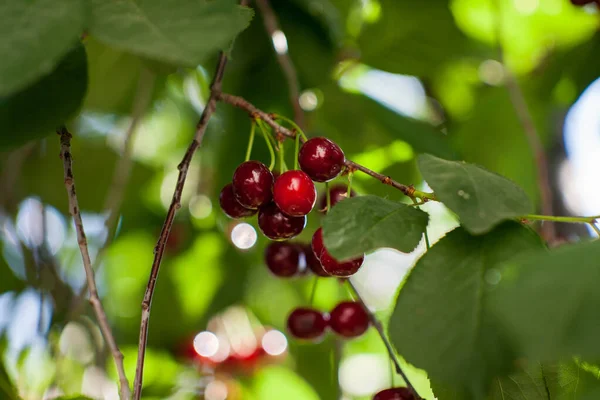 Cereja Vermelha Deliciosa Árvore Fechar — Fotografia de Stock