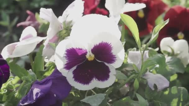 Primer Plano Hermosas Flores Verano Coloridas Petunia — Vídeos de Stock