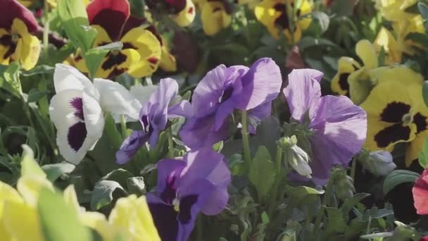 Κοντινό Πλάνο Των Όμορφων Πολύχρωμα Λουλούδια Του Καλοκαιριού Petunia — Αρχείο Βίντεο