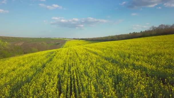 Політ Над Полем Квітучого Ріпаку Жовті Квіти Висаджуються Всьому Полю — стокове відео