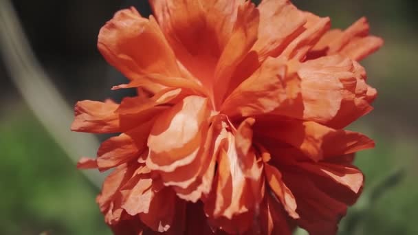 Close Beautiful Red Poppy Flower — Stock Video