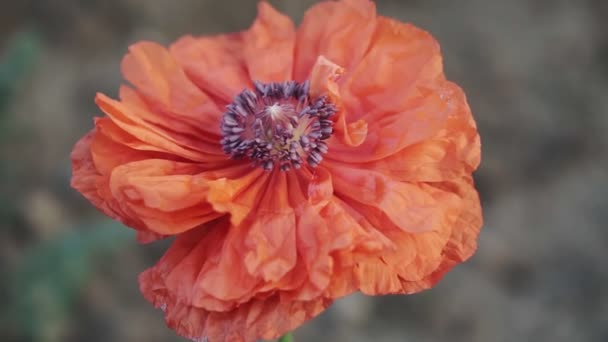 Gros Plan Belle Fleur Pavot Rouge — Video