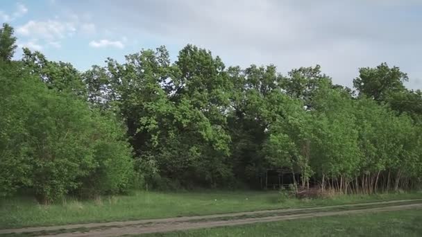 Baharda Meşe Ağaçları Taze Yeşil Yapraklar Rüzgarda Yavaşça Sallanıyor — Stok video