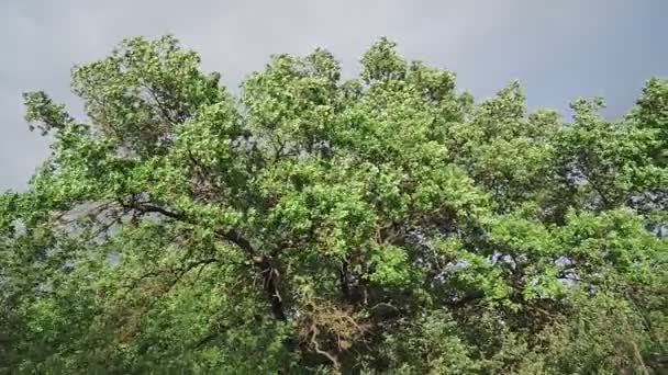 Quercia Primavera Con Foglie Verdi Fresche Che Ondeggiano Dolcemente Vento — Video Stock