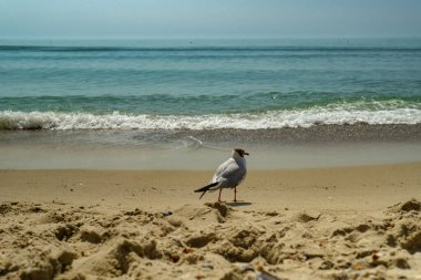 Deniz kıyısına karşı martı portresi. Sahilde oturan beyaz kuş martısının yakın görüntüsü. Doğal su ve kum arka planına sahip vahşi martı..