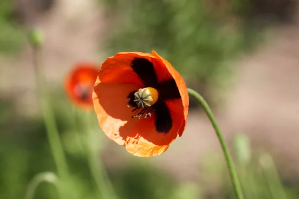 緑の背景に赤いケシの花がクローズアップされ — ストック写真