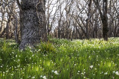 Bahar orman çayır gür yeşil çim ve çiçek