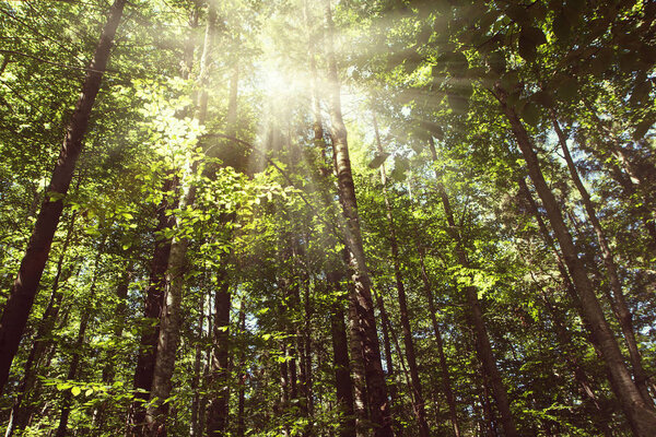 The sun's rays make their way through the tree crown