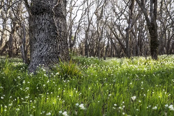 Bahar orman çayır gür yeşil çim ve çiçek