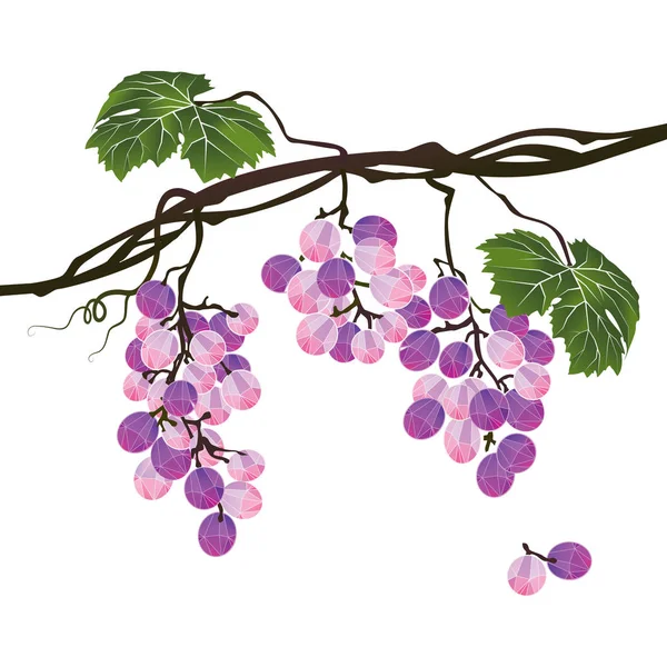 Rama poligonal estilizada de uvas púrpuras sobre fondo blanco — Vector de stock