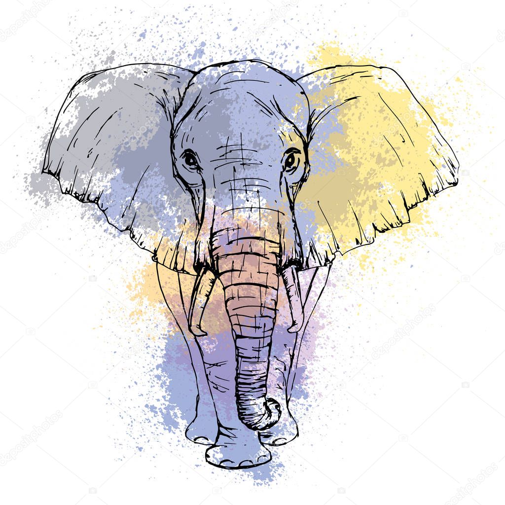 Sketch by pen African elephant front view against the background
