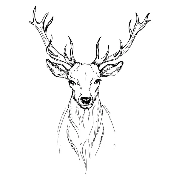 Vector sketch by pen Noble deer front view — Stock Vector