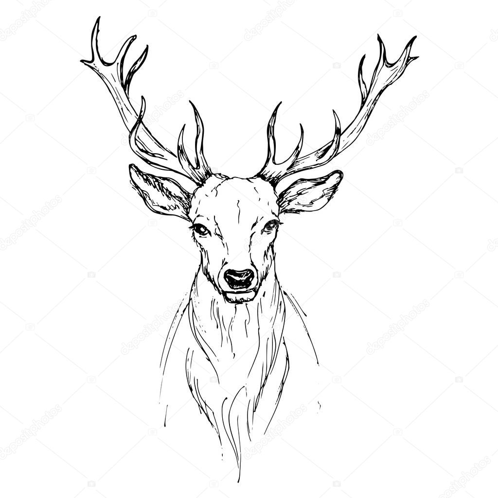 Vector sketch by pen Noble deer front view