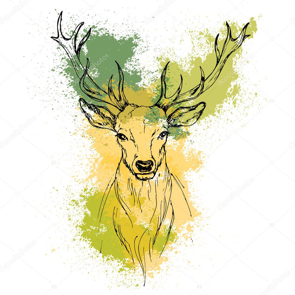 Sketch by pen Noble deer front view on the background of waterco