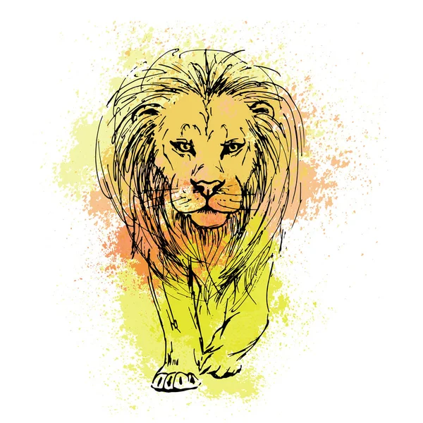 Sketch by pen of a lion head  on a background of colored waterco — Stock Vector