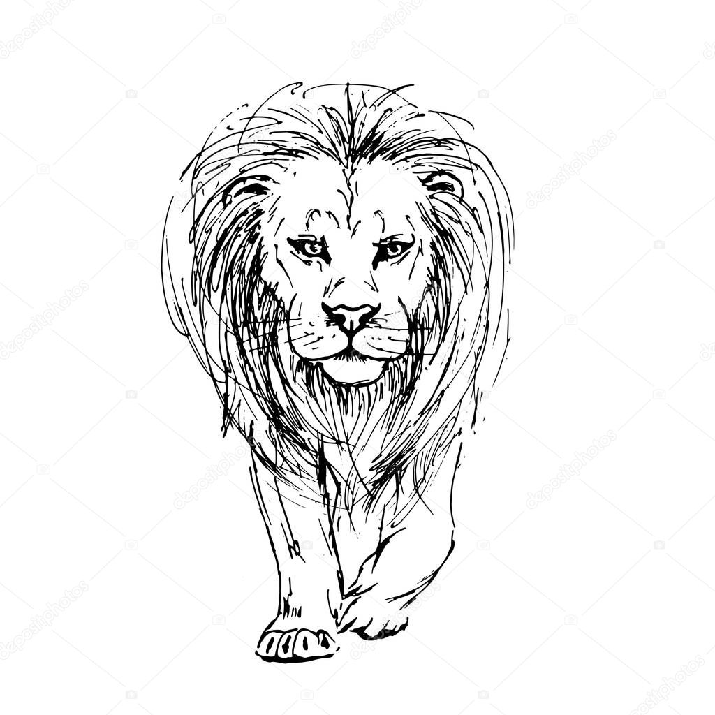 Sketch by pen of a lion front view