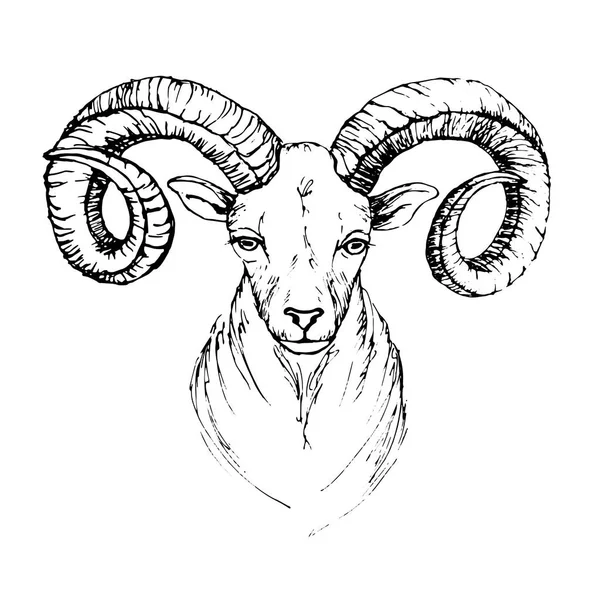 Bosquejo por cabeza de pluma de una cabra de montaña con cuernos arremolinados — Vector de stock