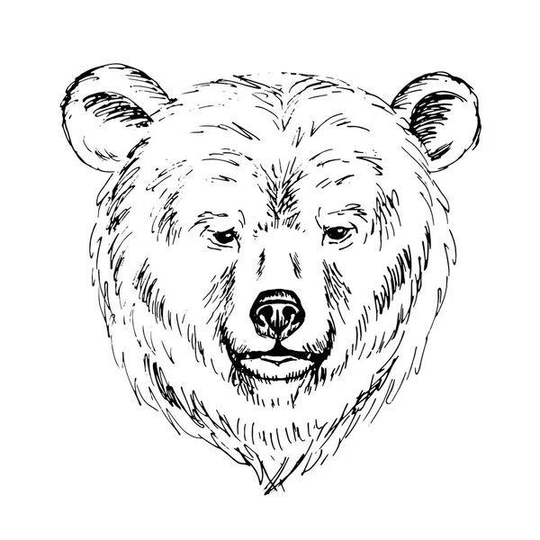 Szkic przez pióro głowę niedźwiedzia — Wektor stockowy