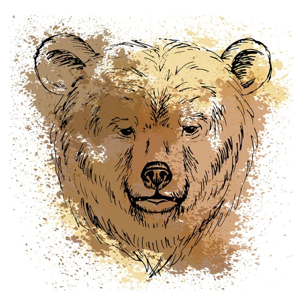 A tollat vázlat medve feje a háttérben akvarell foltok — Stock Vector