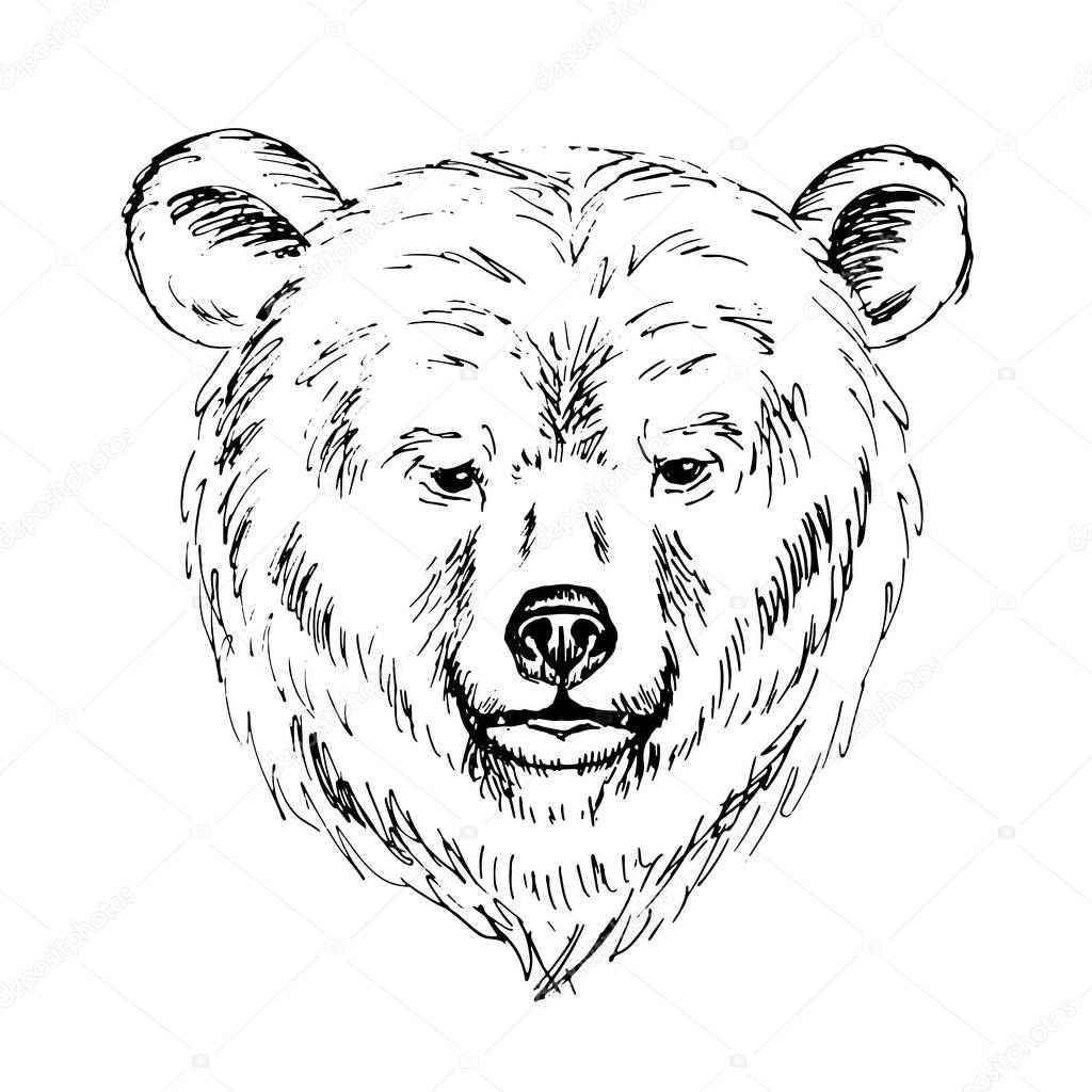 Sketch by pen of a bear  head