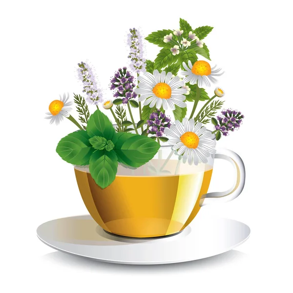 Herbaty ziołowe w przezroczysty kubek z aromatycznymi ziołami — Wektor stockowy