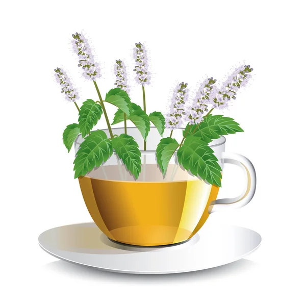 Illustration vectorielle tisane aromatique à base de menthe dans une tasse transparente — Image vectorielle