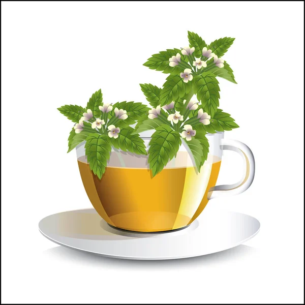 Vector illustration lemon balm herbal tea in a transparent cup — Stock Vector