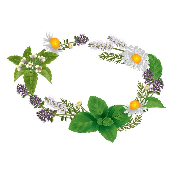Wektor ornament owalne zioła i kwiaty dla etykiet ziołowe t — Wektor stockowy
