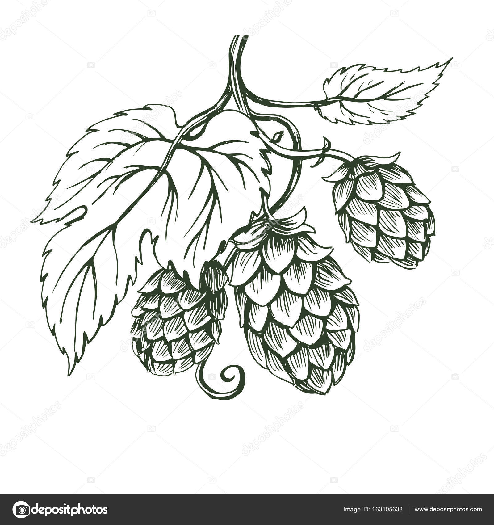 Download Drawing of hops | Outline vector sketch of hops branch ...