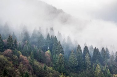 Sabah çam ormanıyla kaplı dağ yamacında