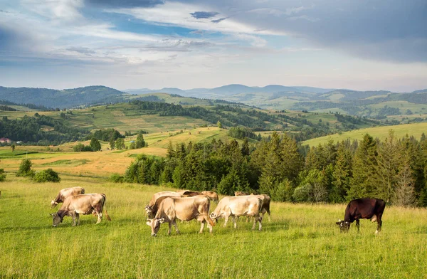 Stado krów pasących się na łące w okolicy w górskiej — Zdjęcie stockowe